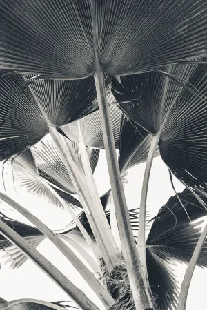 Banana Leaves Black and White Custom Art