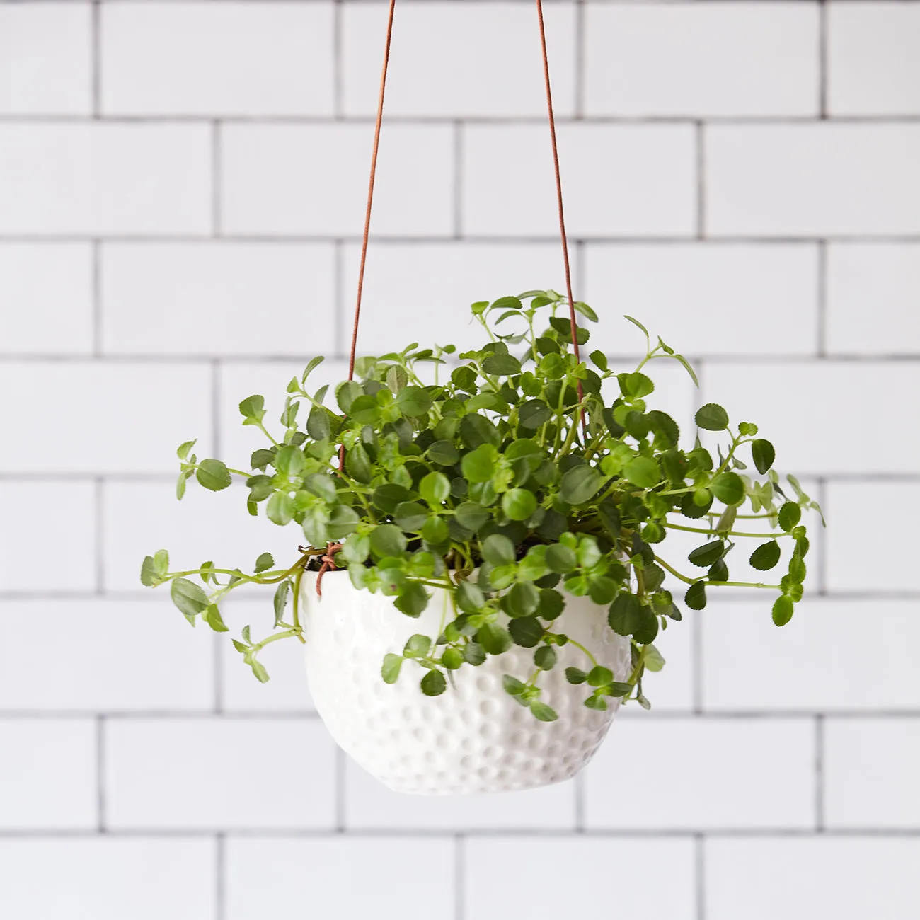'Dot' Hanging Pot